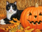 Cat & Pumpkin