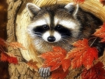 Raccoon in Tree Hole