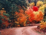 Autumn Road