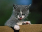 Cute Kitten
