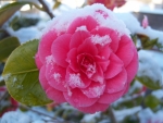 Snow on Camellia