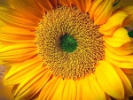 âœ¿âŠ±â€¢â•®Fresh Sunflowerâ•­â€¢âŠ°âœ¿