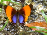 Butterfly on Rainforest