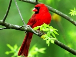 Red Cardinal Bird