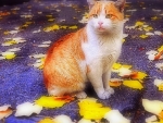 Cat in the Autumn