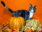 Cat for the best Pumpkin