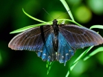 Butterfly on Green Leaf