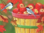 Apples with Chickadees