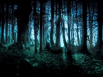 Dark Forest