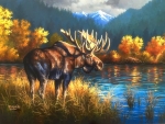 Bull Moose in Fall