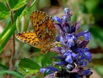 BUTTERFLY ON BLUE FLOWER