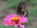 BEAUTIFUL BUTTERFLY