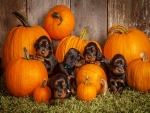 Puppies n pumpkins