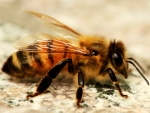 honey bee