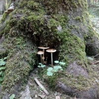 forest mushrooms