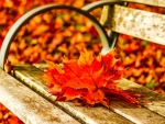 Leaves on the bench