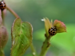 Lady Beetle Eating Aphid On A Climbing rose