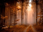 Misty autumn forest