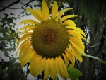 Sunflower Giant
