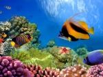 Underwater in the Great Barrier Reef