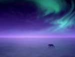 Polar Bear under the Northern Lights
