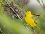 Beautiful Yellow Bird
