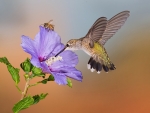 Hummingbird