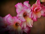 Pink Gladiolus