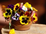 Pansy Flowers and Calendula