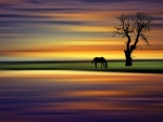 Horse grazing at sunrise