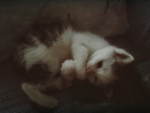 Kitten