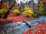 Autumn at the Creek