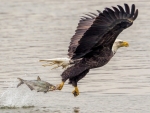Bald Eagle Catching Fish