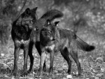 Black Wolves