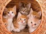 Kittens on Large Basket