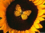 Monarch Butterfly on Sunflower
