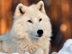 Lovely White Wolf in Snow