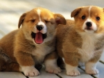 Corgi Puppies