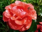 Drops on Rose
