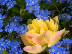 Blue Yellow Flowers