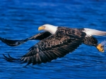 Bald Eagle Flight