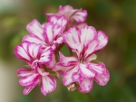 Geranium