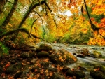 River in autumn forest