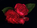 Cabbage Roses