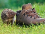 hedgehog boot