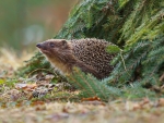 hedgehog in the spruce branches
