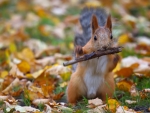 autumn squirrel