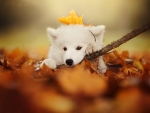 dog with a leaf