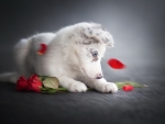 dog with roses