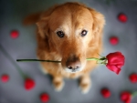 retriever with a rose